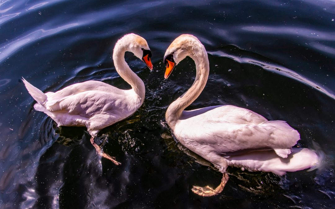Hyperreales Bild: Zwei Hafenschwäne im Wasser schwimmend.
