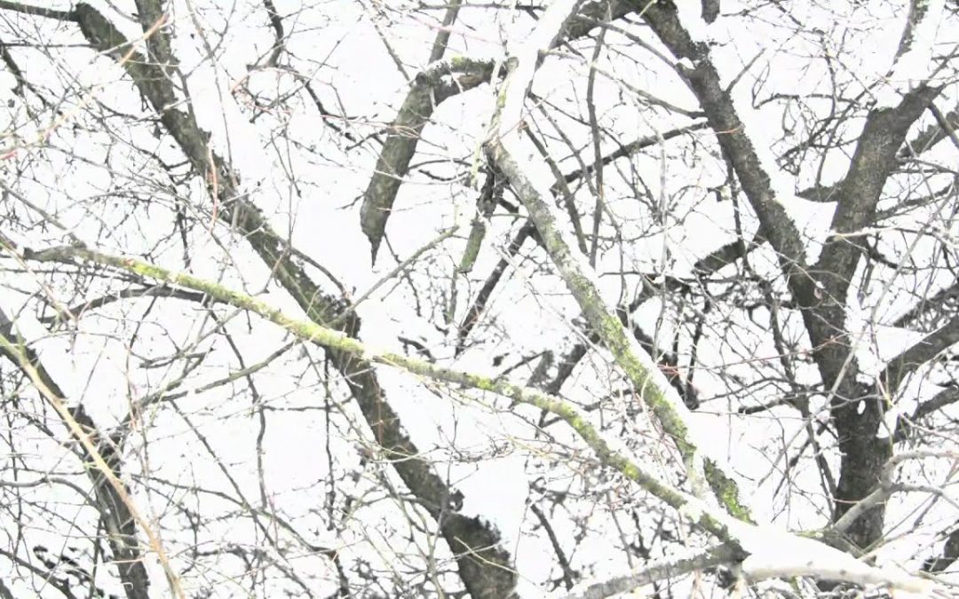 Standbild aus Music and Snow for Rabbits: Hase in verschneiter Winterlandschaft, Videokunst von Isis Chi Gambatté“