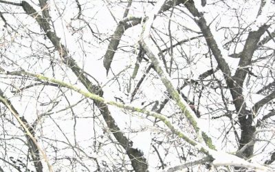 Music and Snow for Rabbits: Projektion, Niedlichkeit und Winterlandschaft