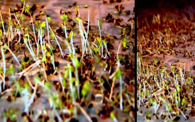 Spring: Audiovisuelle Komposition über Wachstum und Klang